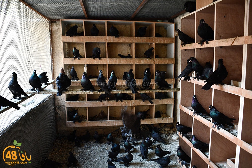 zohdi 3ashoor (111).jpeg